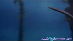 Nude mermaid from movie Hook, gif reveals mermaid was topless and seashell bra was added in POST